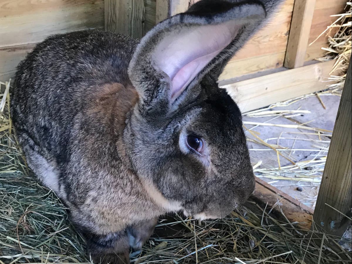 Reward doubled in hunt for &lsquo;world&rsquo;s longest rabbit&rsquo; stolen from garden