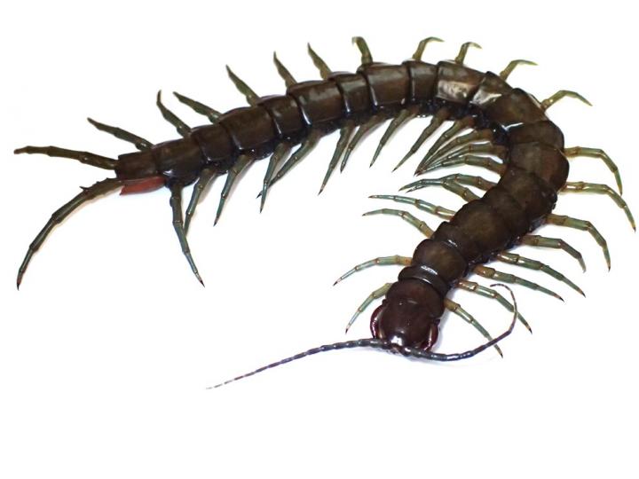News first reached researchers of an unidentified centipede attacking fresh water prawns in the forests of the biodiverse Ryukyu Archipelago