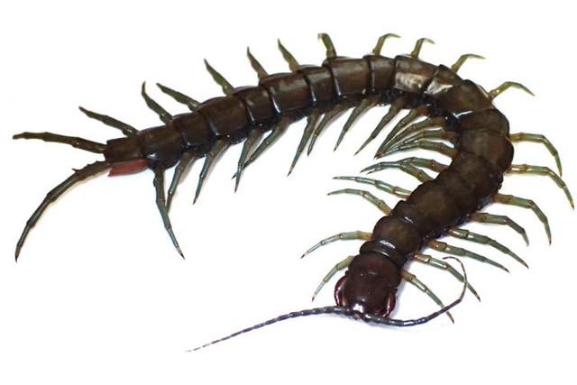 <p>News first reached researchers of an unidentified centipede attacking fresh water prawns in the forests of the biodiverse Ryukyu Archipelago</p>