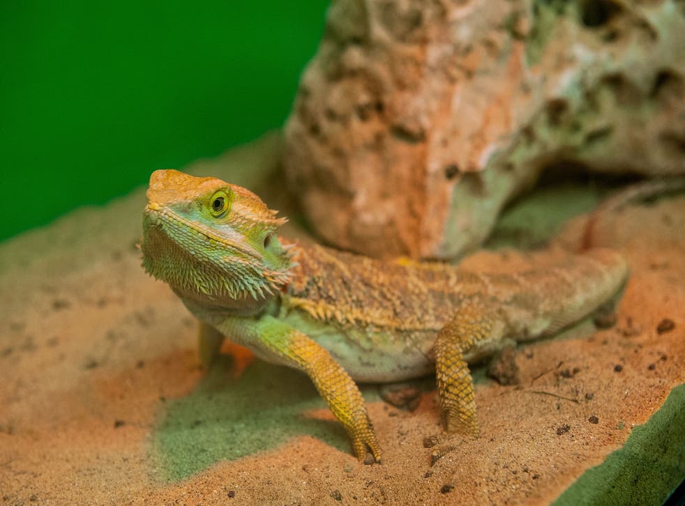Bearded dragon lizard seen during an educational event in Rome, Italy
