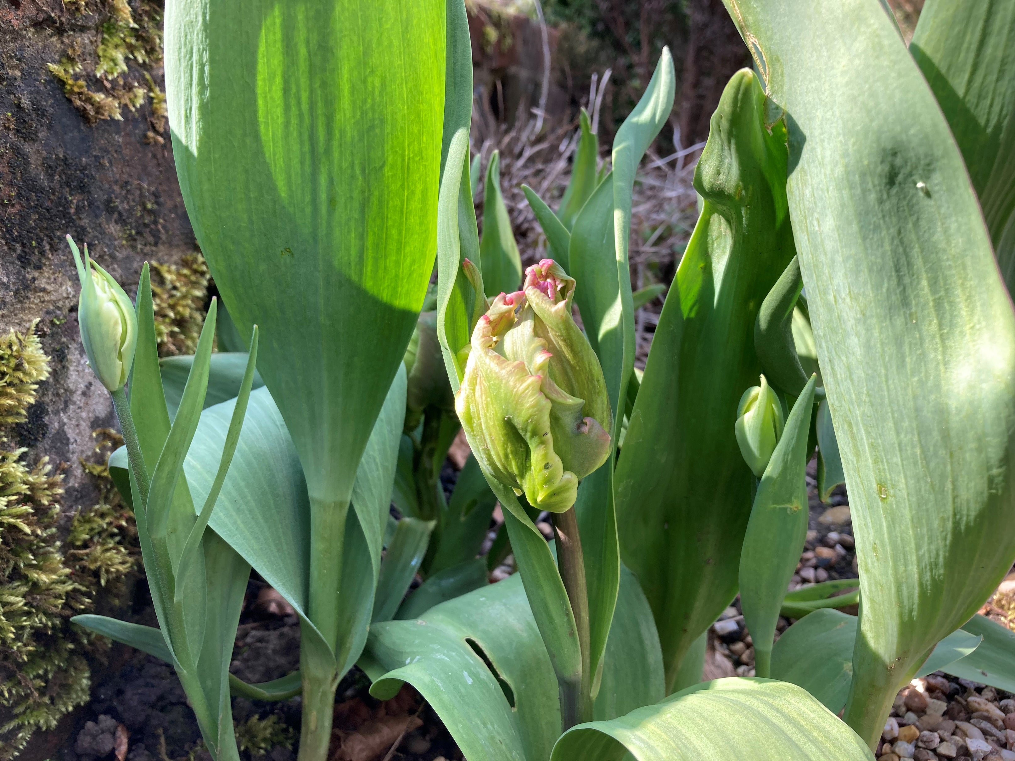 A tulip suffering from warmer winters (Hannah Stephenson/PA)