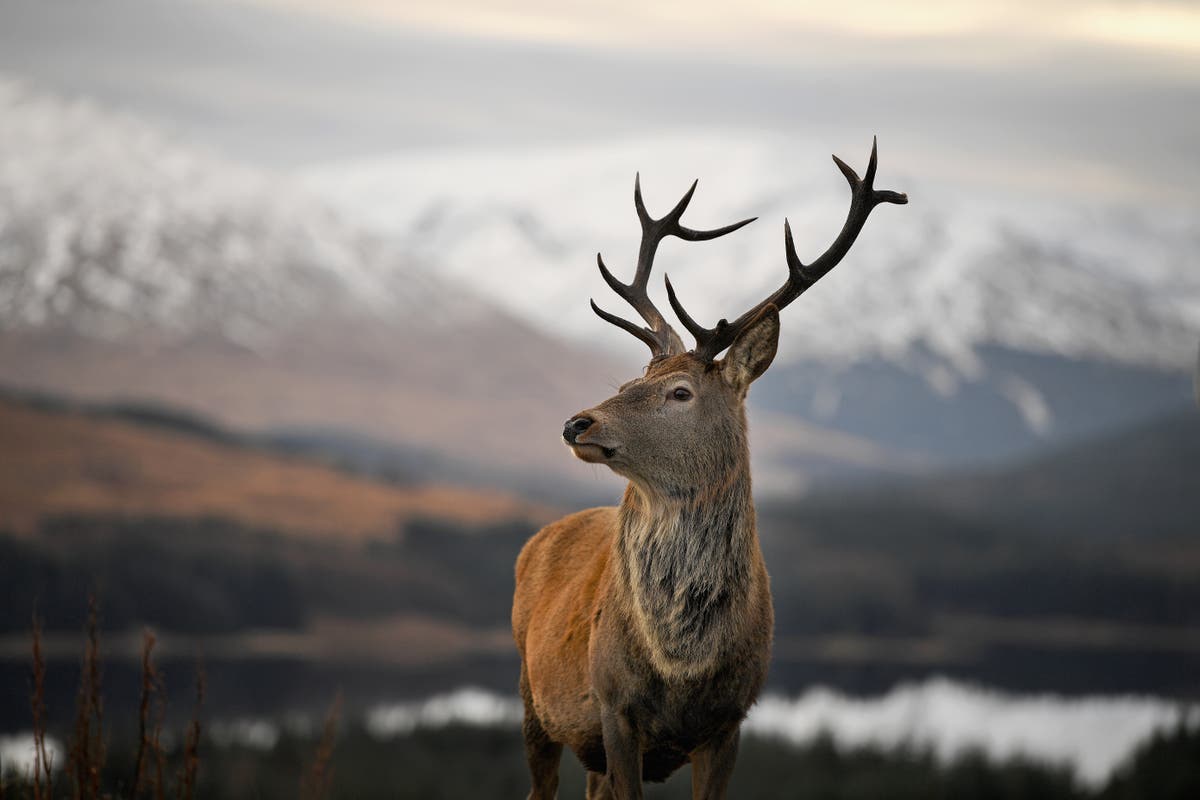 Благородный олень. Ciervo. There is a Deer..