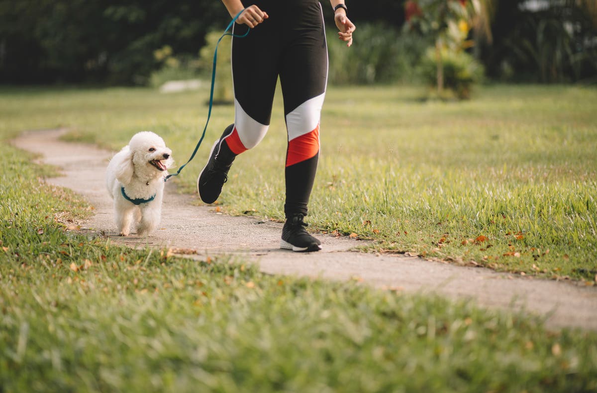 Could compulsory pet licences help in the battle against dog theft?