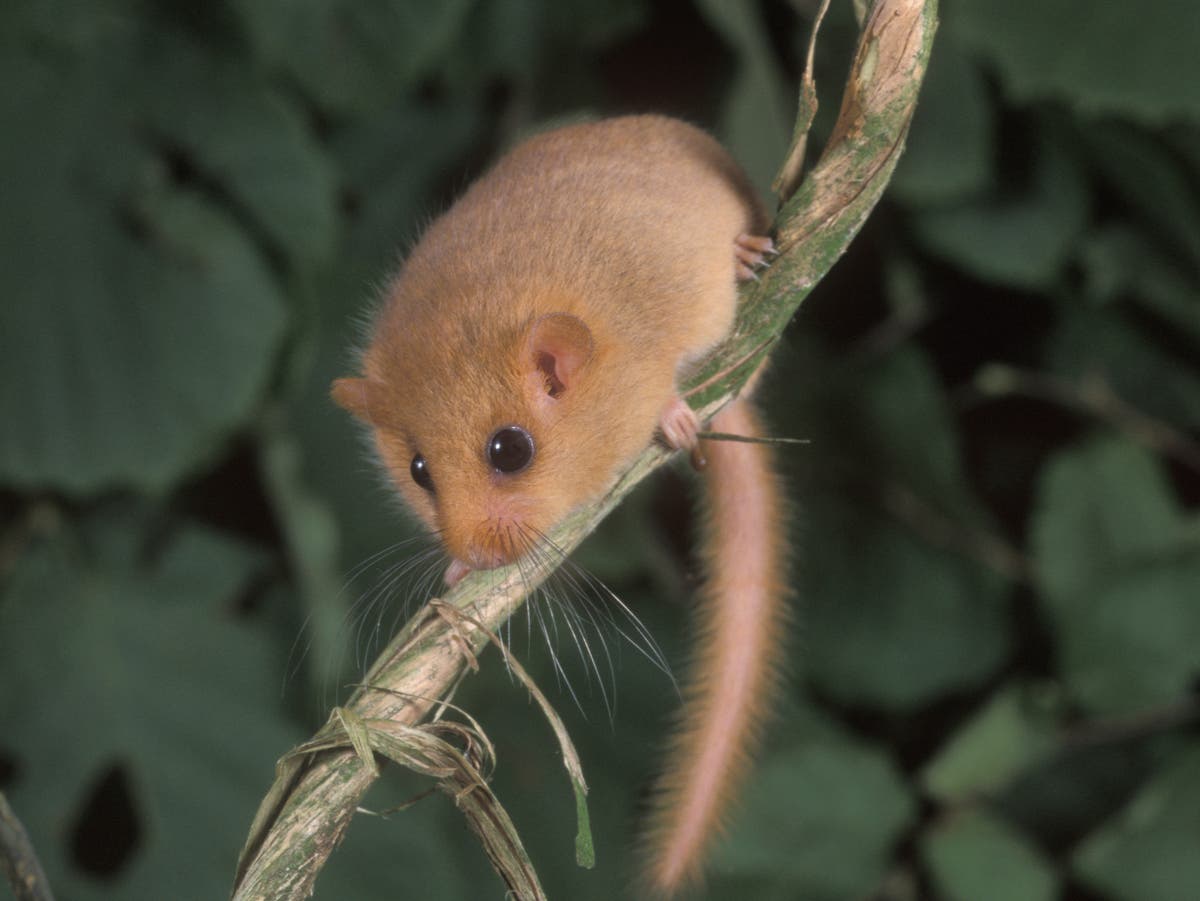 Rewilding: Hedge highways and restored woodlands aim to boost hazel dormouse populations in Yorkshire Dales