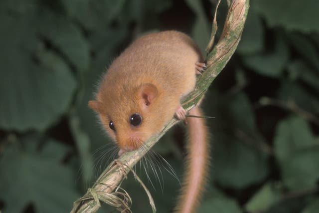 Numbers of hazel or common dormouse have fallen by 52 per cent since 1995