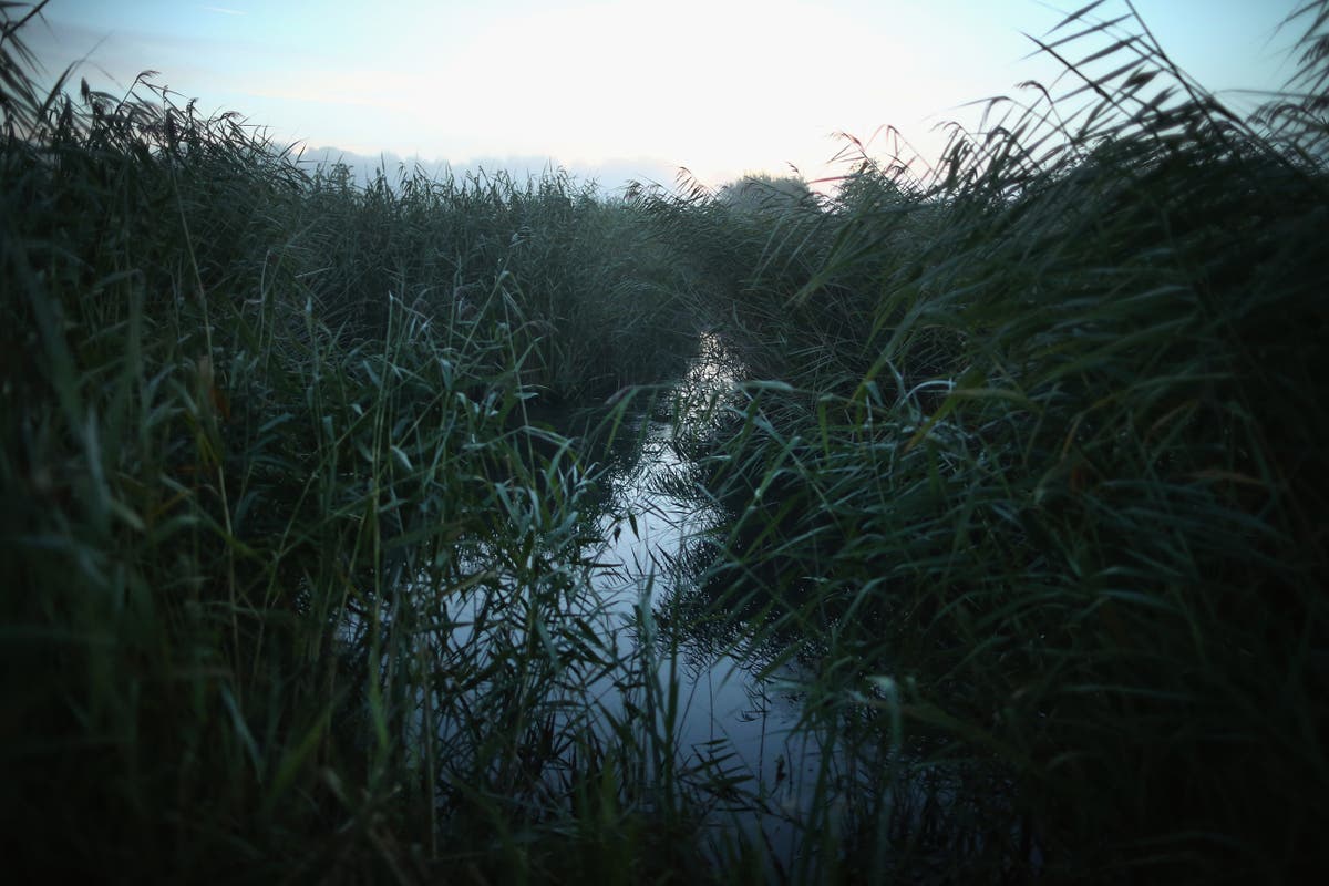 Climate crisis: UK’s woodlands and peatlands ‘crucial’ to reaching net zero goal, report says