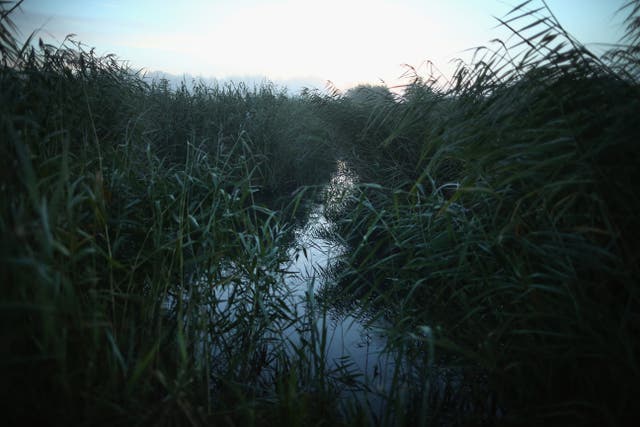 Low lying reedbeds and marshy peat bog at a nature reserve near Rye in East Sussex