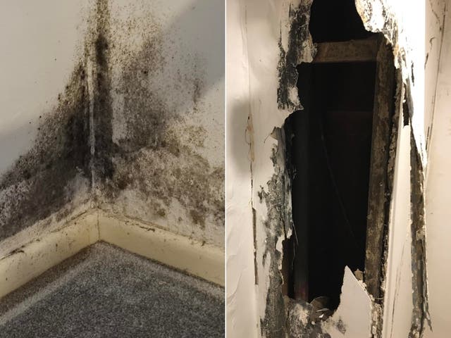 <p>Mould and rot seen in an image shared with Shelter</p>