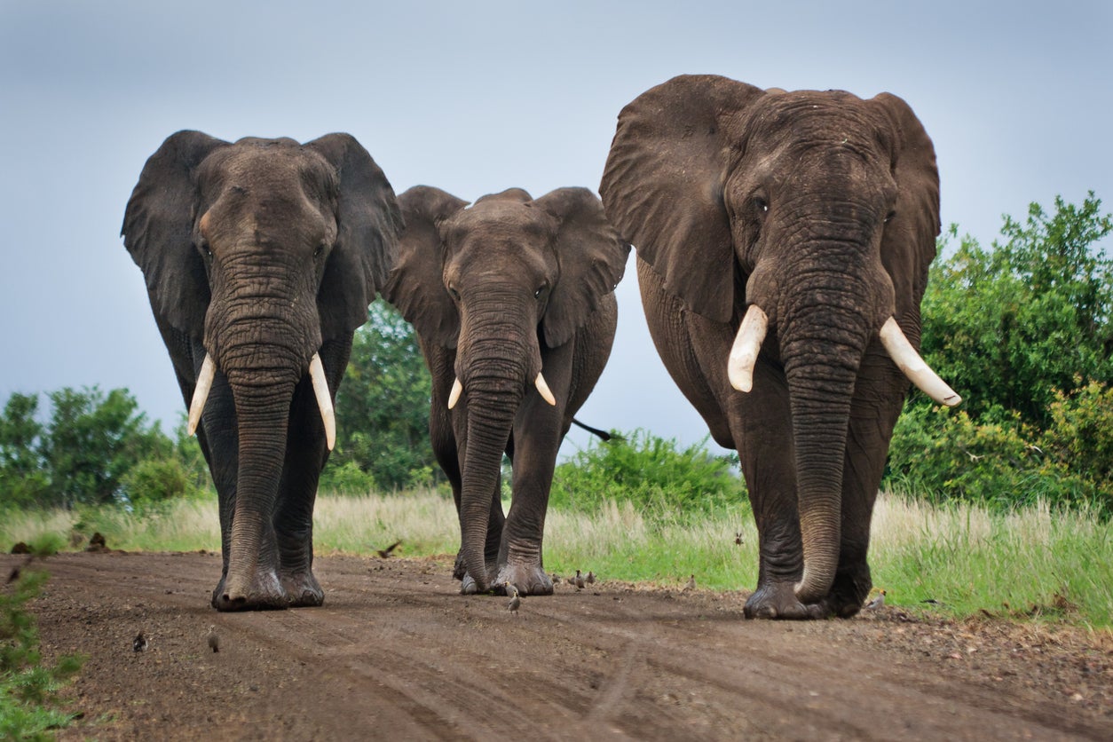 Three elephants walk on a dirt road in Kruger National Park, South Africa