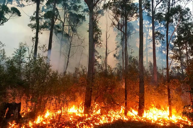 Wildfires broke out in Australia when heat records were broken in early 2020