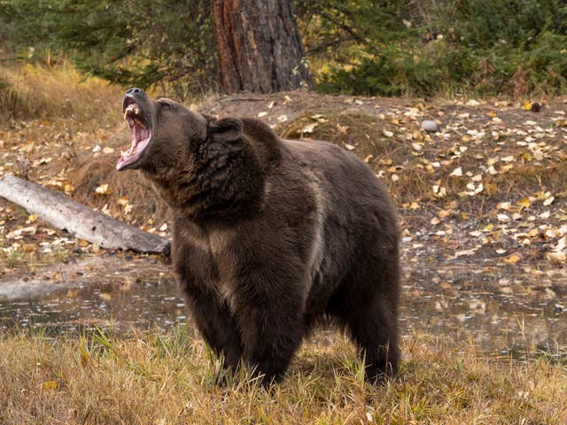 <p>Montana man dies following attack by grizzly bear</p>