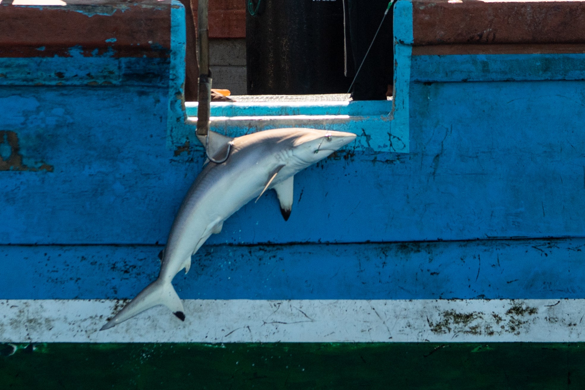 A fishing boat hauls in a silky shark in the Indian Ocean on 11 April