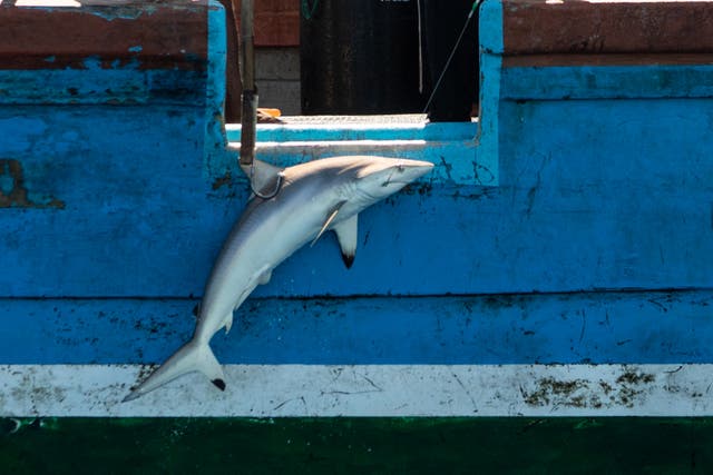 <p>A fishing boat hauls in a silky shark in the Indian Ocean on 11 April</p>