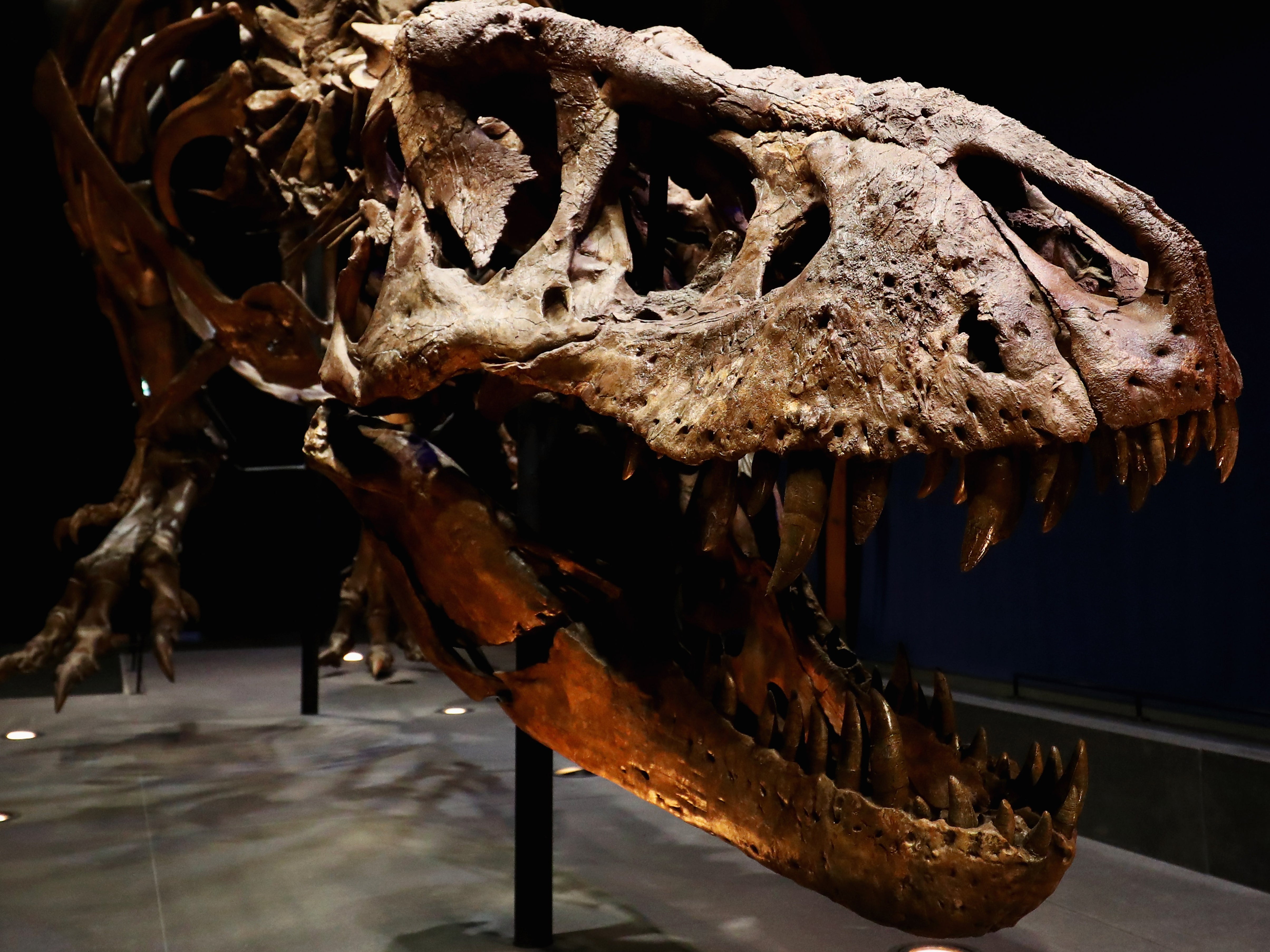 The skeleton of a Tyrannosaurus rex unearthed in Montana in 2013 and on display at the Natural History Museum of Leiden in the Netherlands