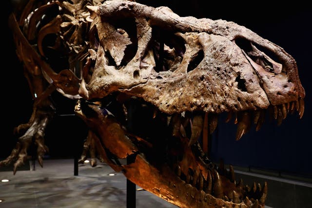 The skeleton of a Tyrannosaurus rex unearthed in Montana in 2013 and on display at the Natural History Museum of Leiden in the Netherlands
