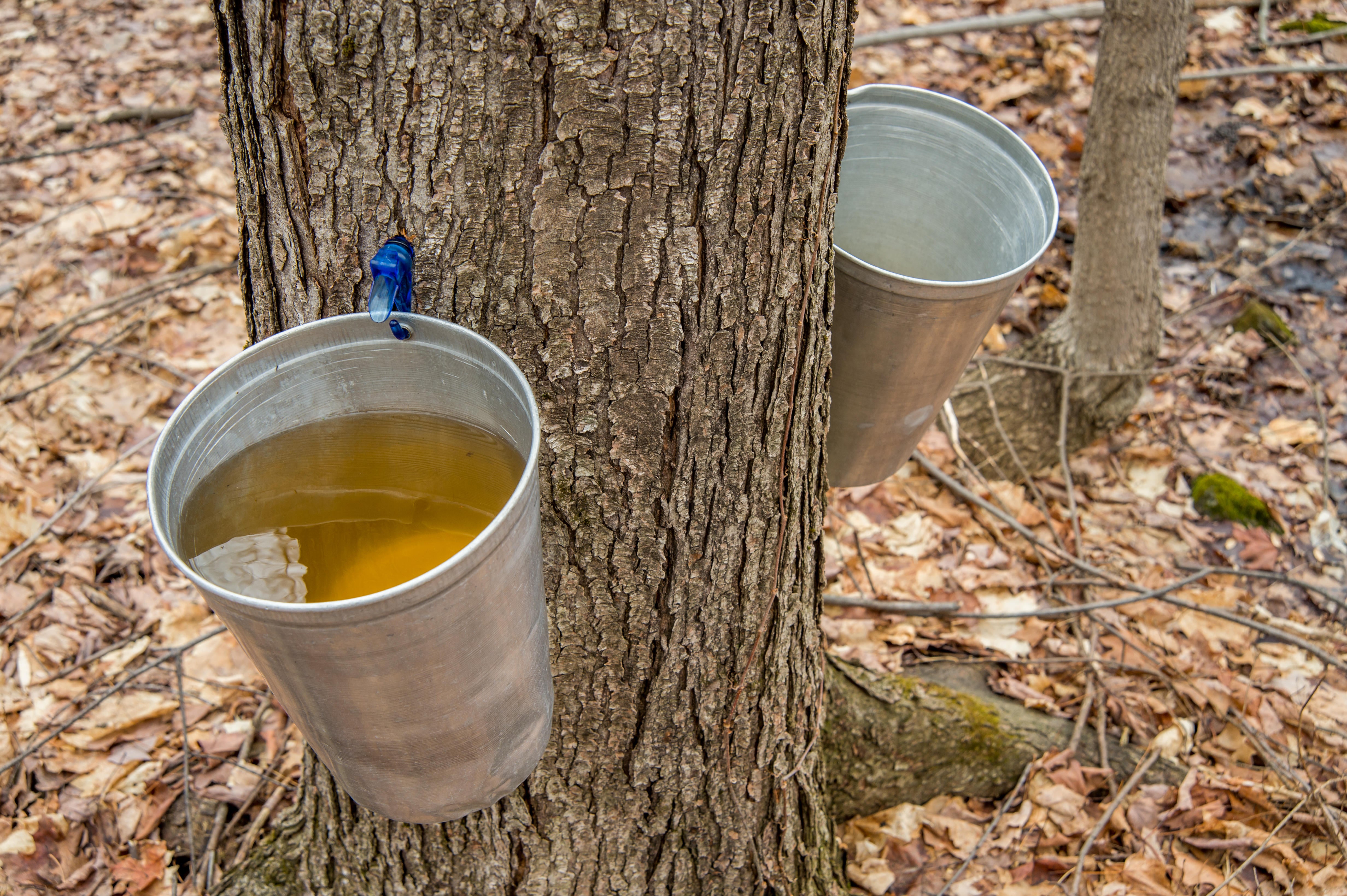 Maple syrup relies on freezing and thawing cycles in winter