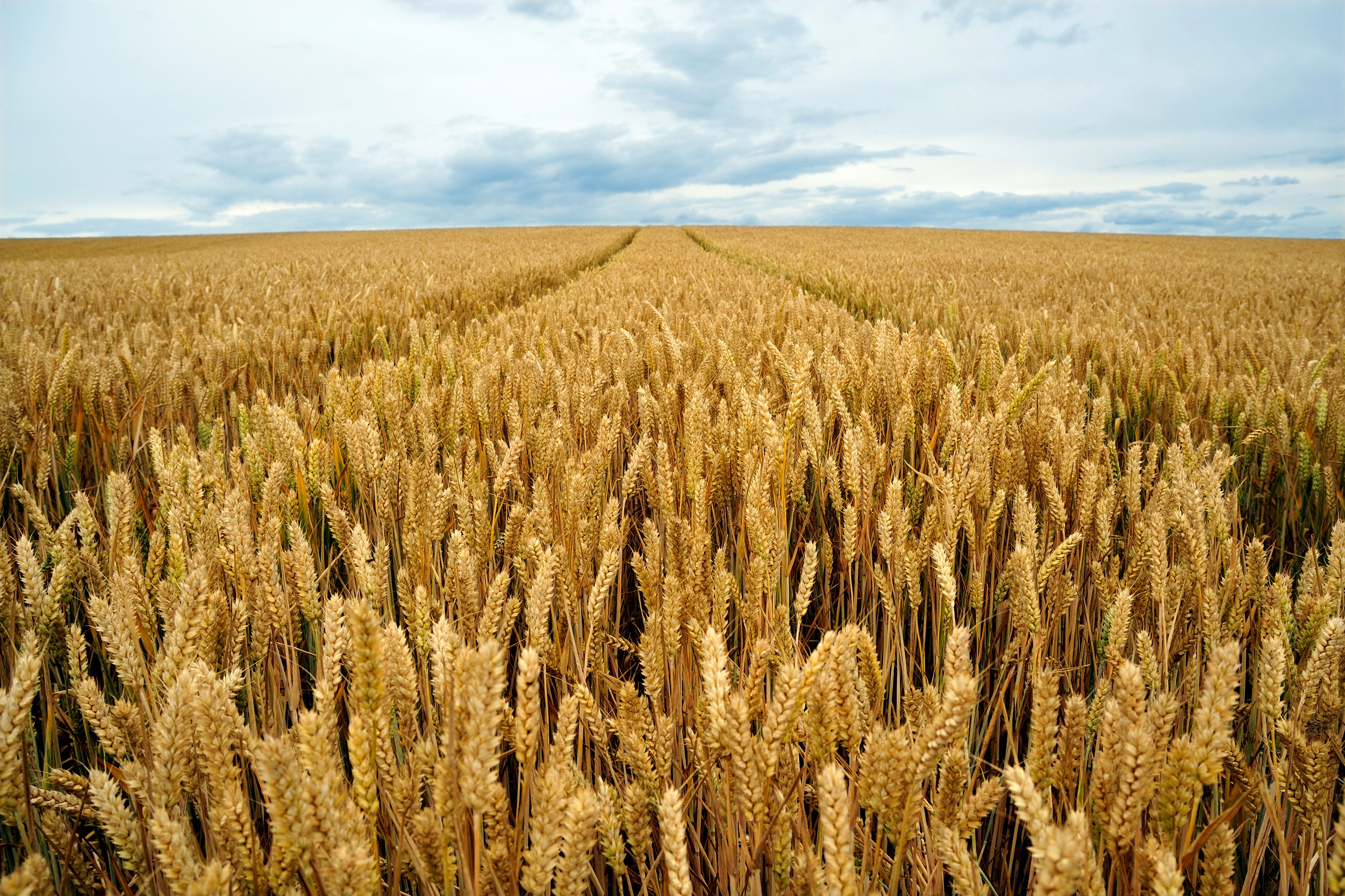 Wheat accounts for 20% of calories consumed by humans