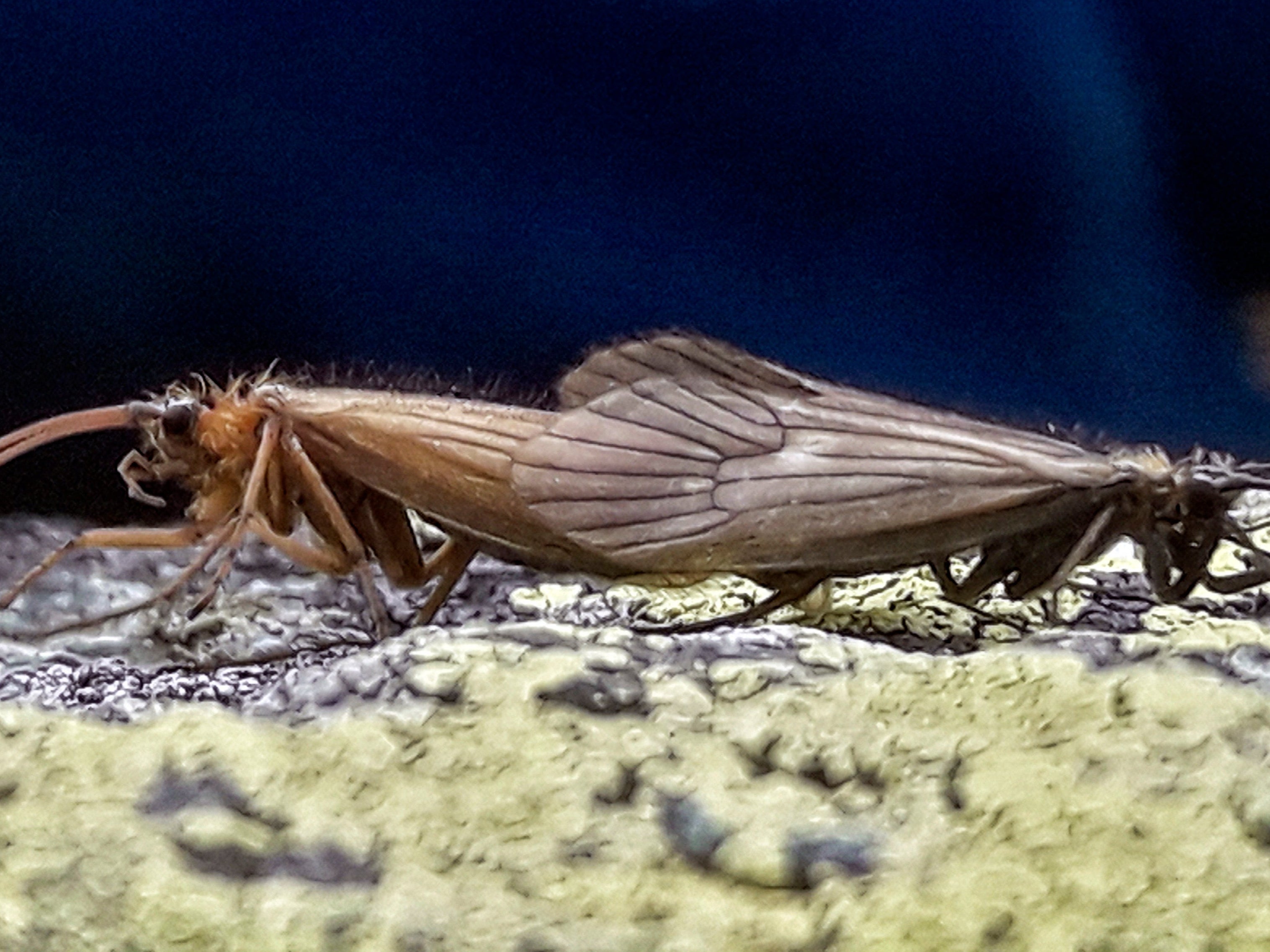 ‘Potamophylax coronavirus’, the new species of caddisfly