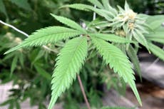 ‘Unofficial American holiday’: Schumer backs marijuana legalisation on Senate floor