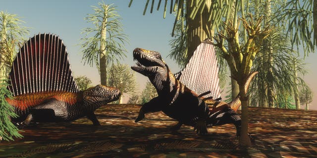 Los reptiles Dimetrodon tienen una disputa territorial sobre qué animal es más fuerte y valiente en la Edad Pérmica