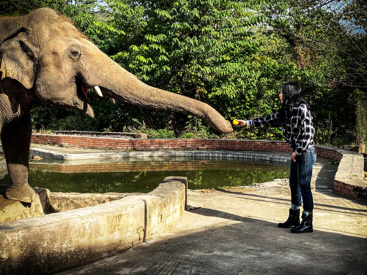 Cher says she serenaded elephant she saved in Pakistan &lsquo;really badly&rsquo; with Frank Sinatra