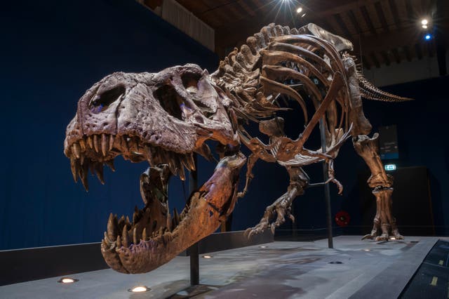 <p>Trix, a 39ft-long Tyrannosaurus Rex skeleton which weighs the same as four cars</p>