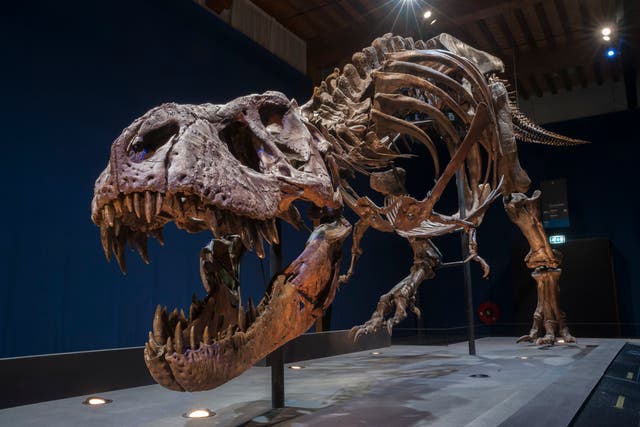 <p>Trix, a 39ft-long Tyrannosaurus Rex skeleton which weighs the same as four cars</p>