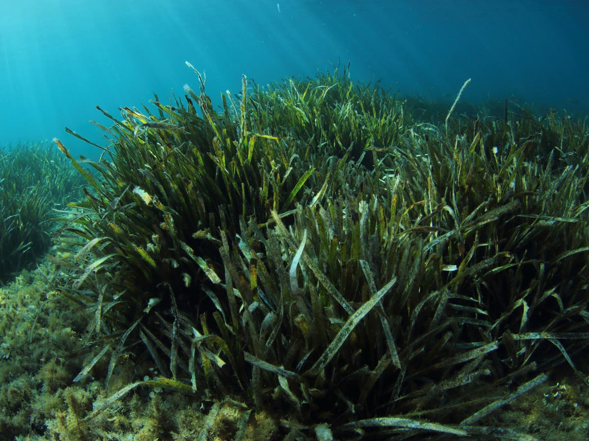 Seagrass meadow restoration project aims to store carbon and boost ...