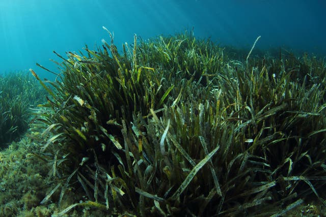 Delicate seagrasses provide perfect habitats for a wide array of creatures