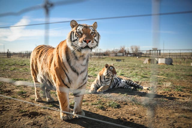 Un par de los 39 tigres rescatados en 2017 del GW Exotic Animal Park de Joe Exotic se relajan en el Wild Animal Sanctuary el 5 de abril de 2020 en Keenesburg, Colorado.