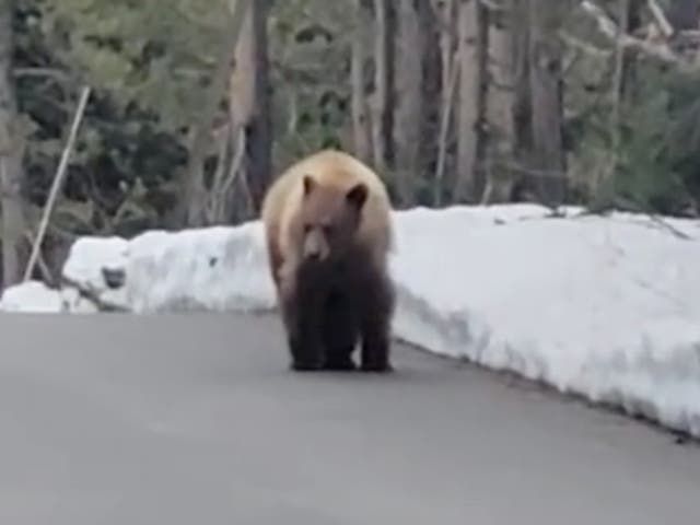 A young cinnamon black bear pursued runner Evan Matthews down a road in Grand Teton National Park, Wyoming 