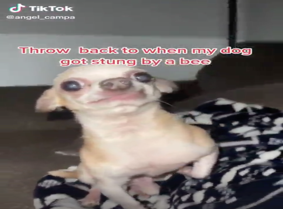 Chihuahua Becomes A Relatable Meme After Bee Sting Makes Him Look Hungover Indy100
