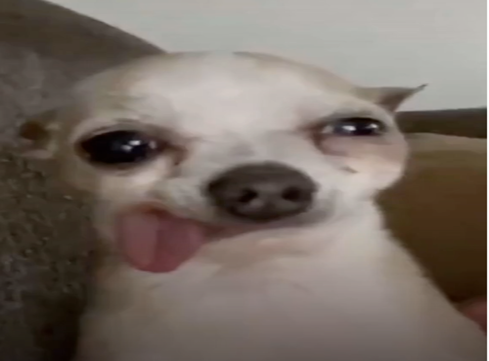 Chihuahua Becomes A Relatable Meme After Bee Sting Makes Him Look Hungover Indy100 Chihuahua Becomes A Relatable Meme After Bee Sting Makes Him Look Hungover Indy100