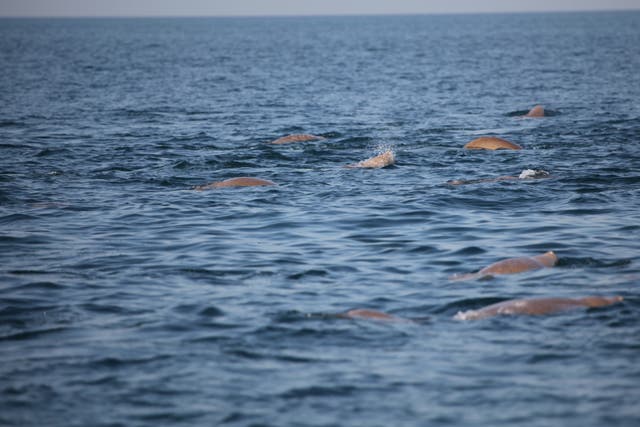 Qatar National Tourism Council is celebrating the conservation of its dugong population