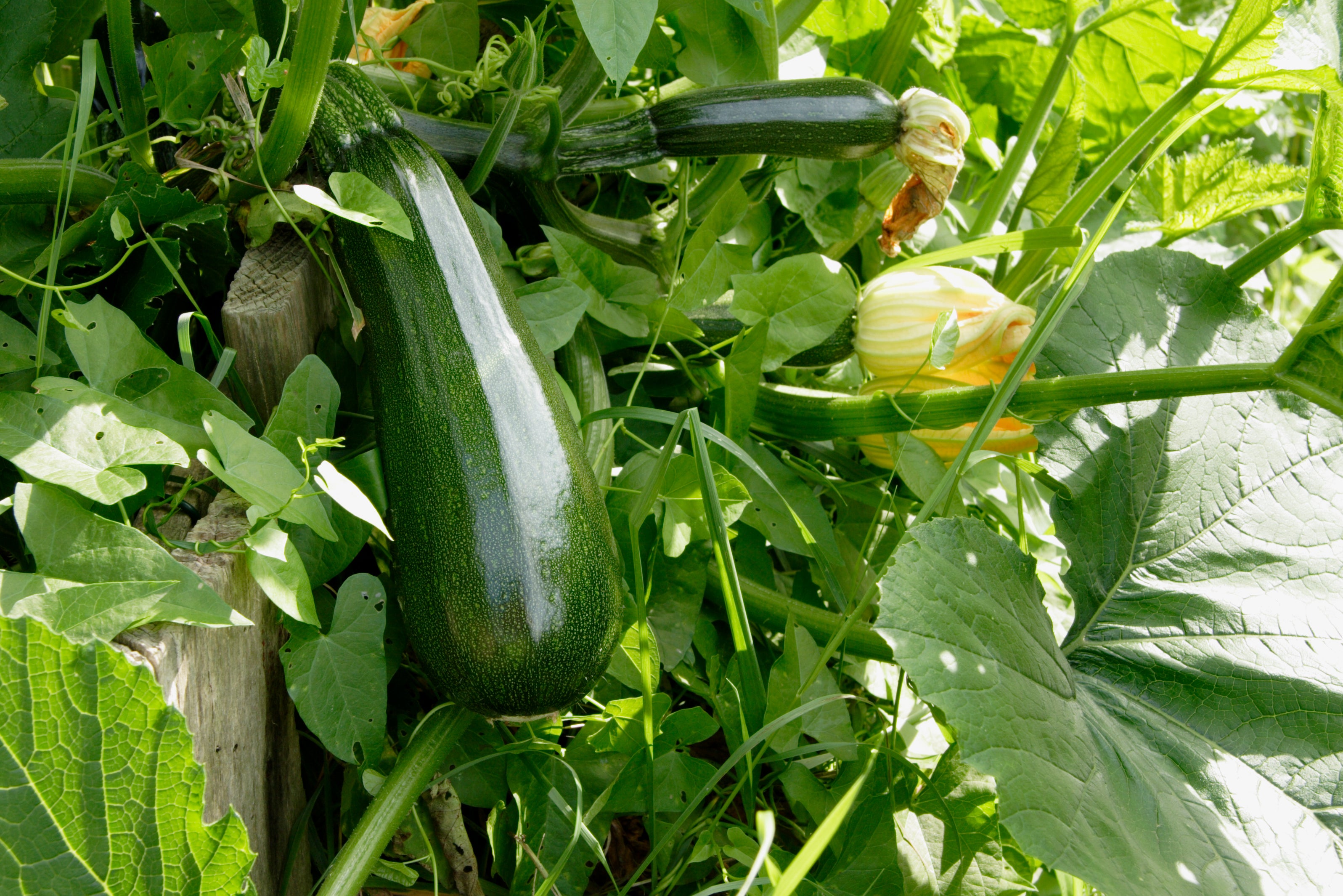 Nasturtiums sown among your courgettes may limit the damage done by insects