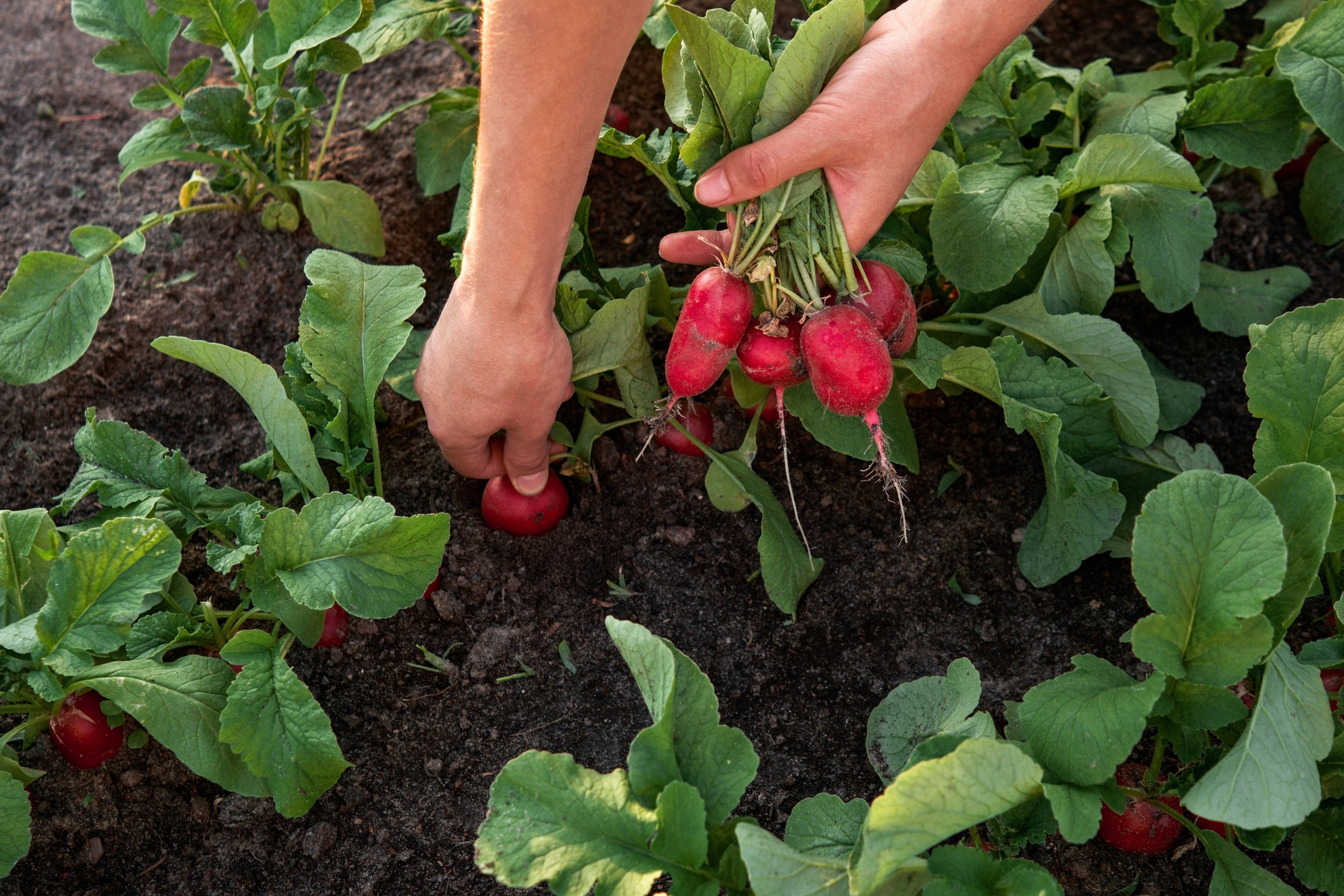 A radish trap crop can also protect a number of vegetables