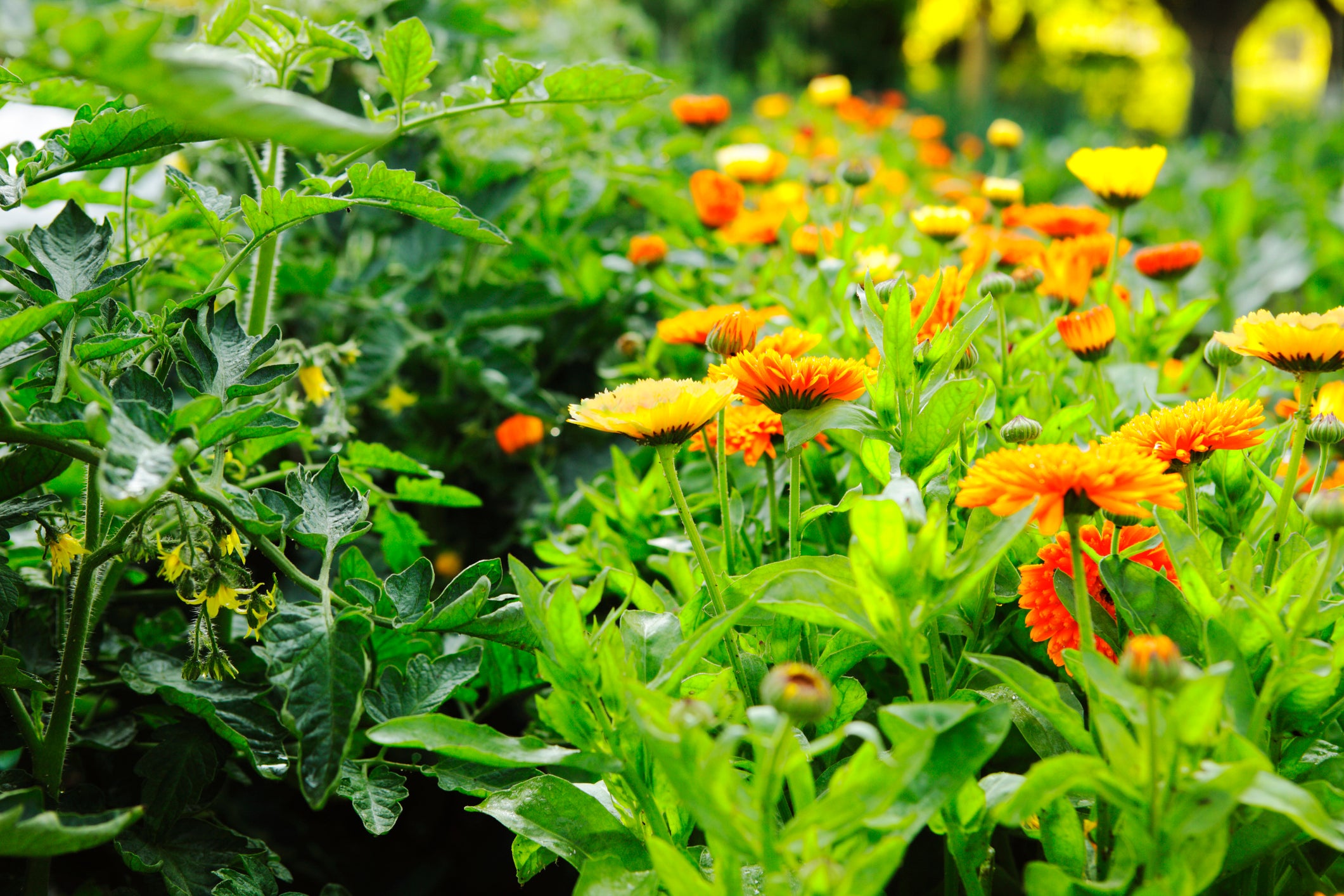 Companion planting involves growing specific plants next to each other