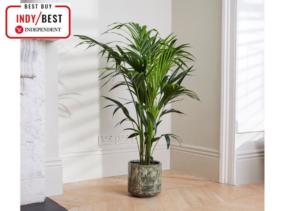 Best Air Purifying Plants For The Indoors The Independent Best Air Purifying Plants For The Indoors The Independent