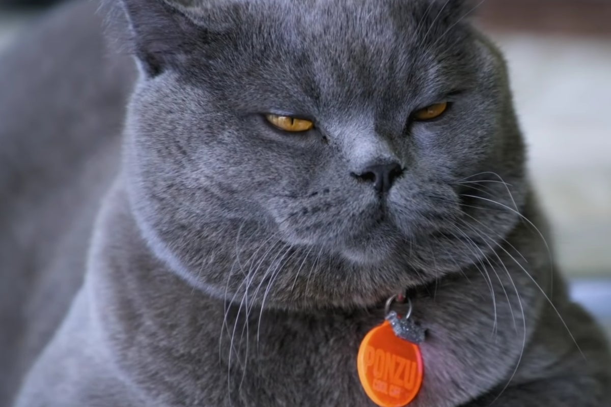 Instagram star cat Ponzu killed after owner ‘attacked’ in New York park ...