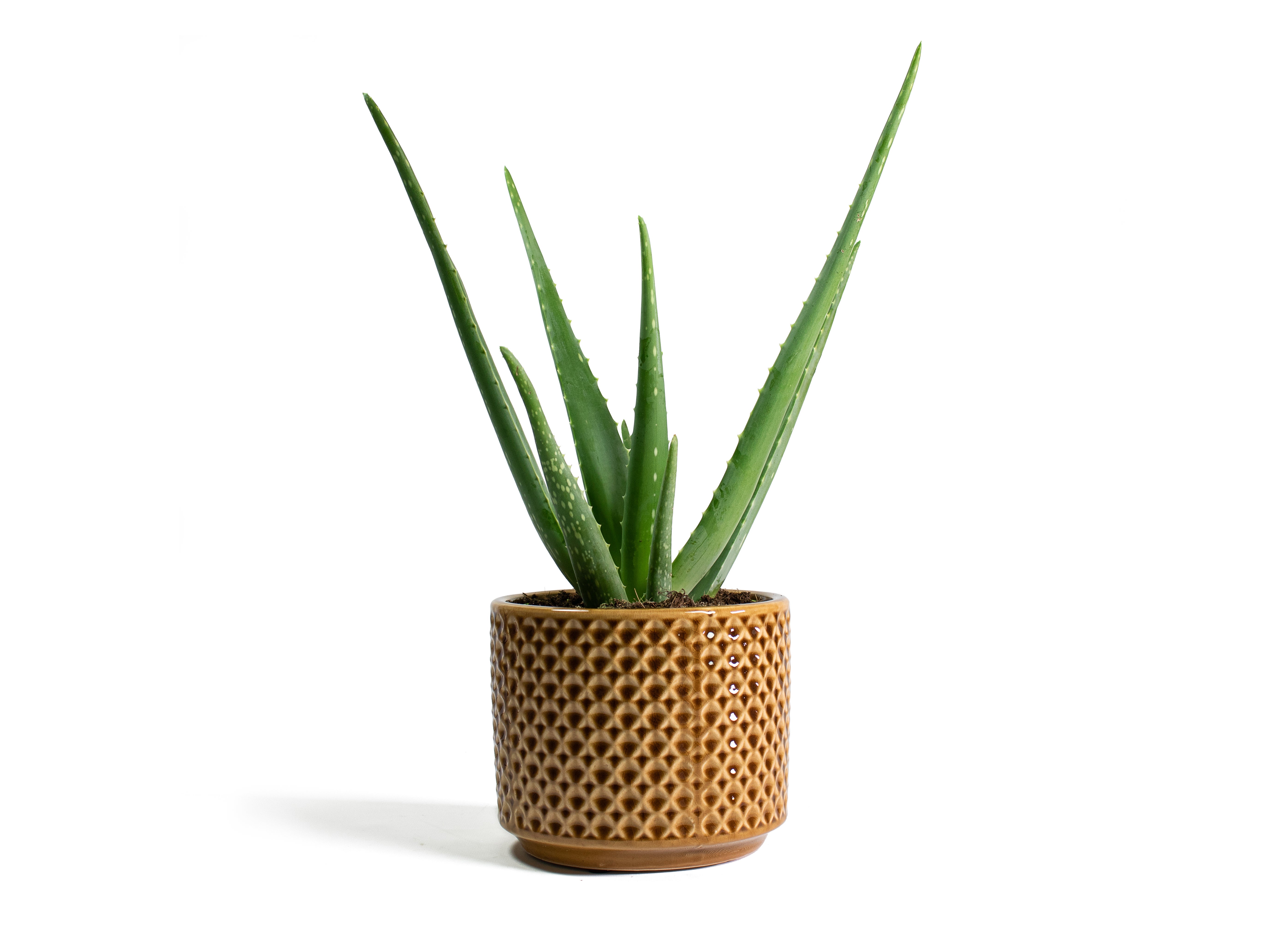 Aloe-vera-Thies-Plant-Pot-Mustard.jpg