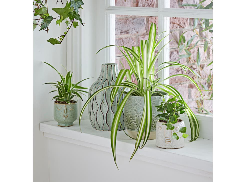 best air purifying plants for the indoors the independent