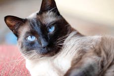 Two UK cats infected with coronavirus by owners, scientists say