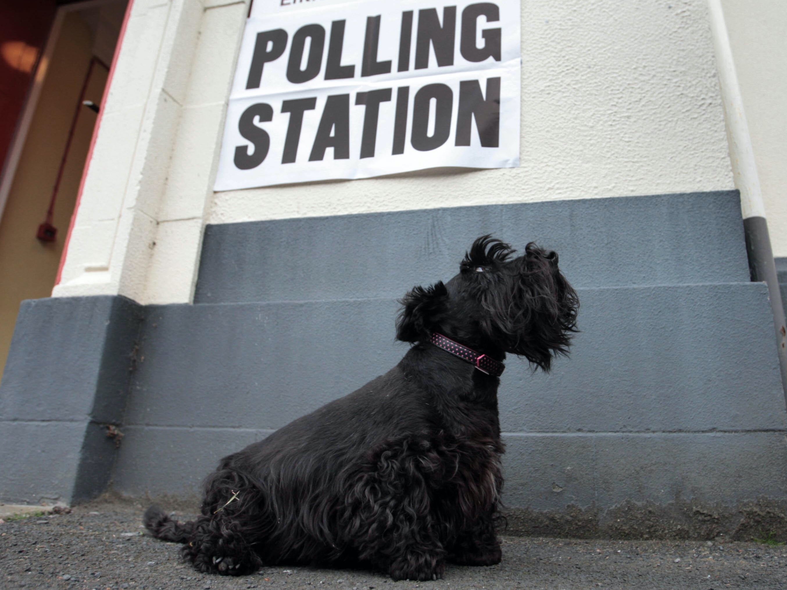 Dog waits for owner outside polling station in the Scottish Borders