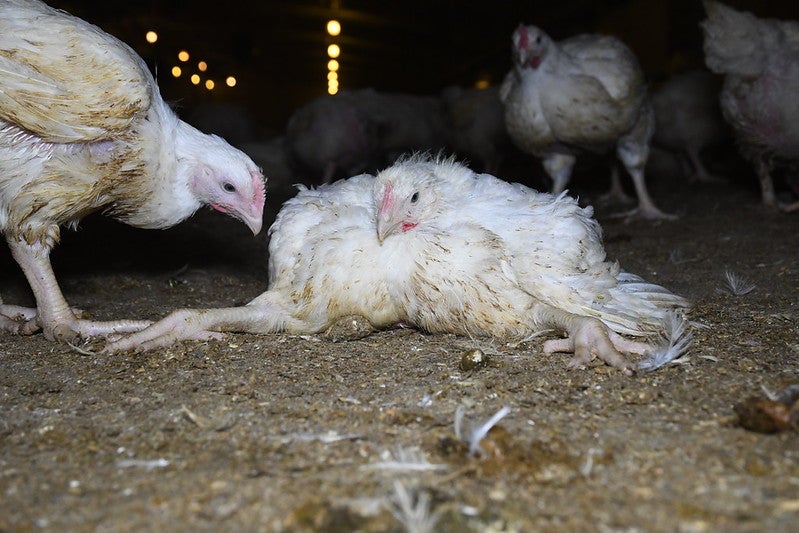 <p>‘Intensive animal agriculture is one of the leading causes of the climate crisis. Our reliance on meat and dairy is a key part of that path to planetary oblivion and there is no ambiguity about it’</p>