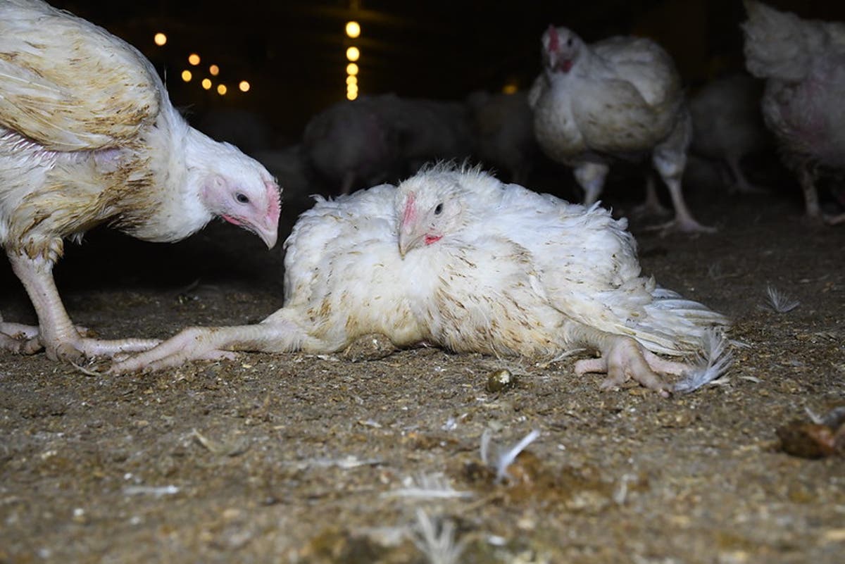 Cigarette packs show diseased lungs &ndash; for the sake of our planet let&rsquo;s show the reality of intensive farming