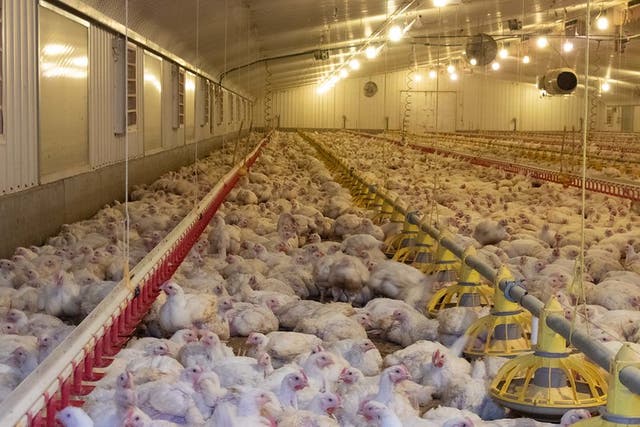 <p>Frankenchickens live a short life of misery and pain, on a filthy, crowded factory farm</p>