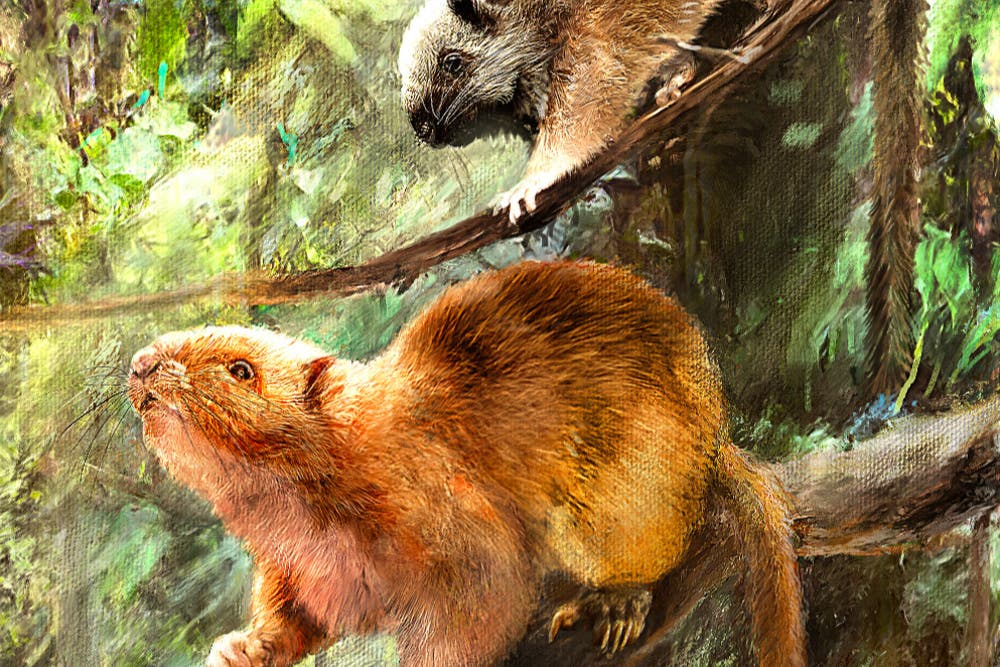 Humans may have driven extinction of ‘giant cloud rats’ in the ...