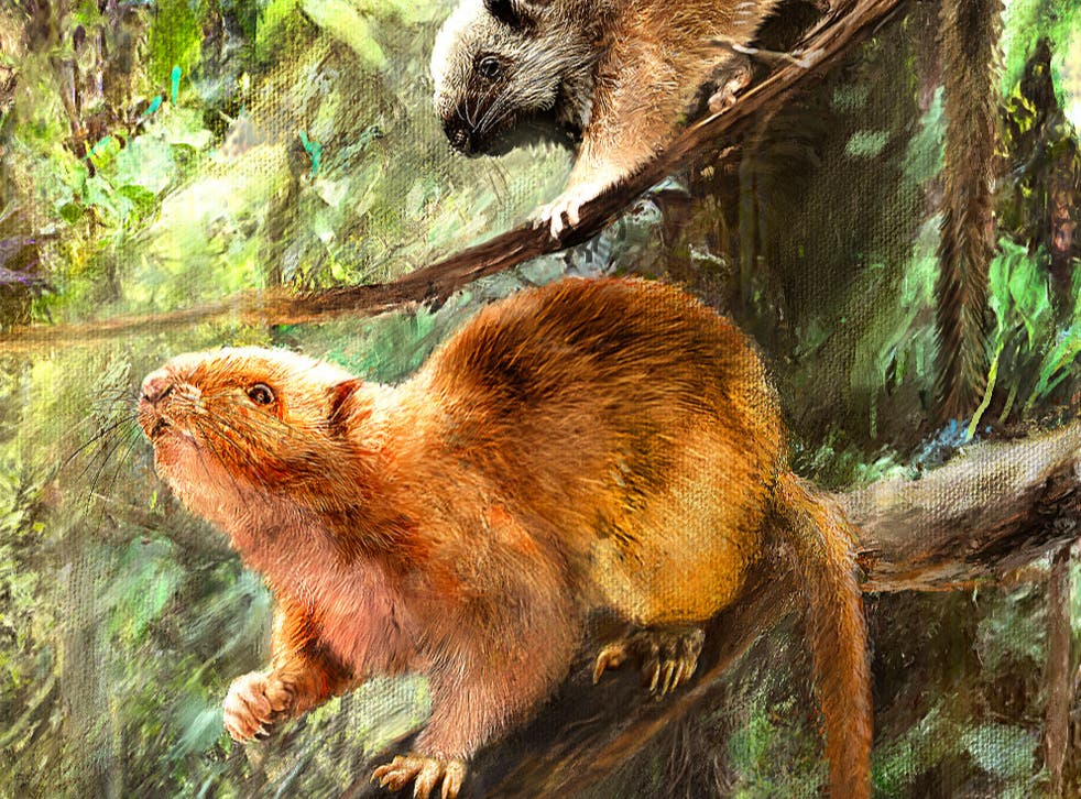 Did ancient humans wipe out the cloud rats?