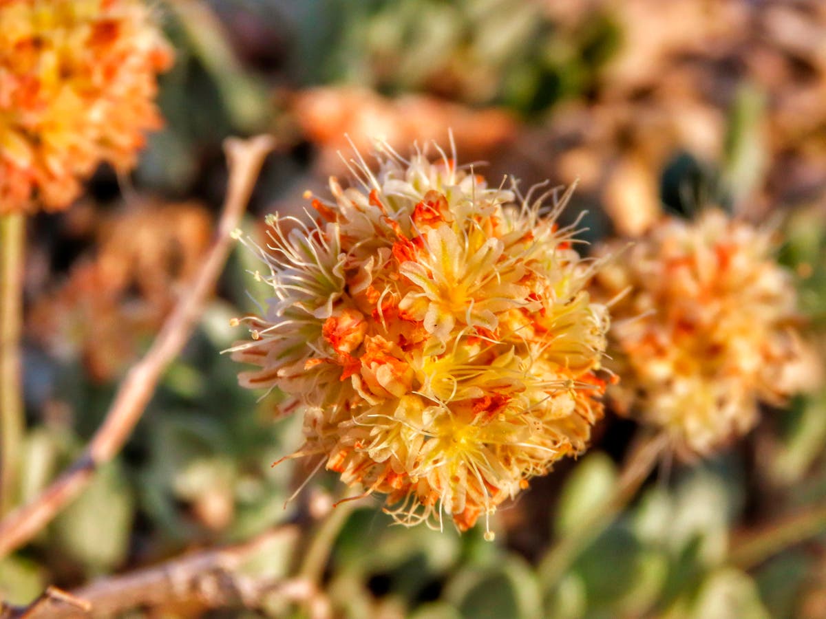 Judge sets deadline for rare Nevada plant-listing decision