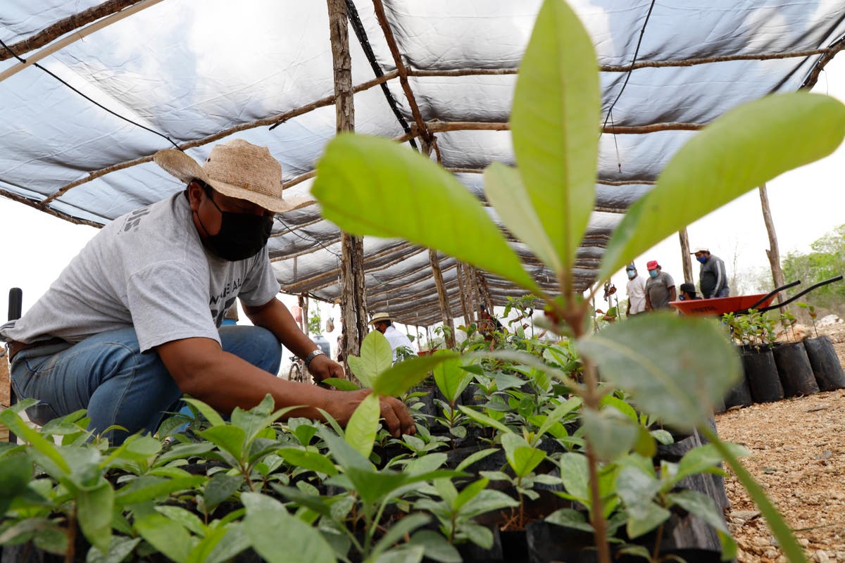 Mexican president pushes controversial reforestation plan